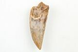 Serrated, Raptor Tooth - Real Dinosaur Tooth #196623-1